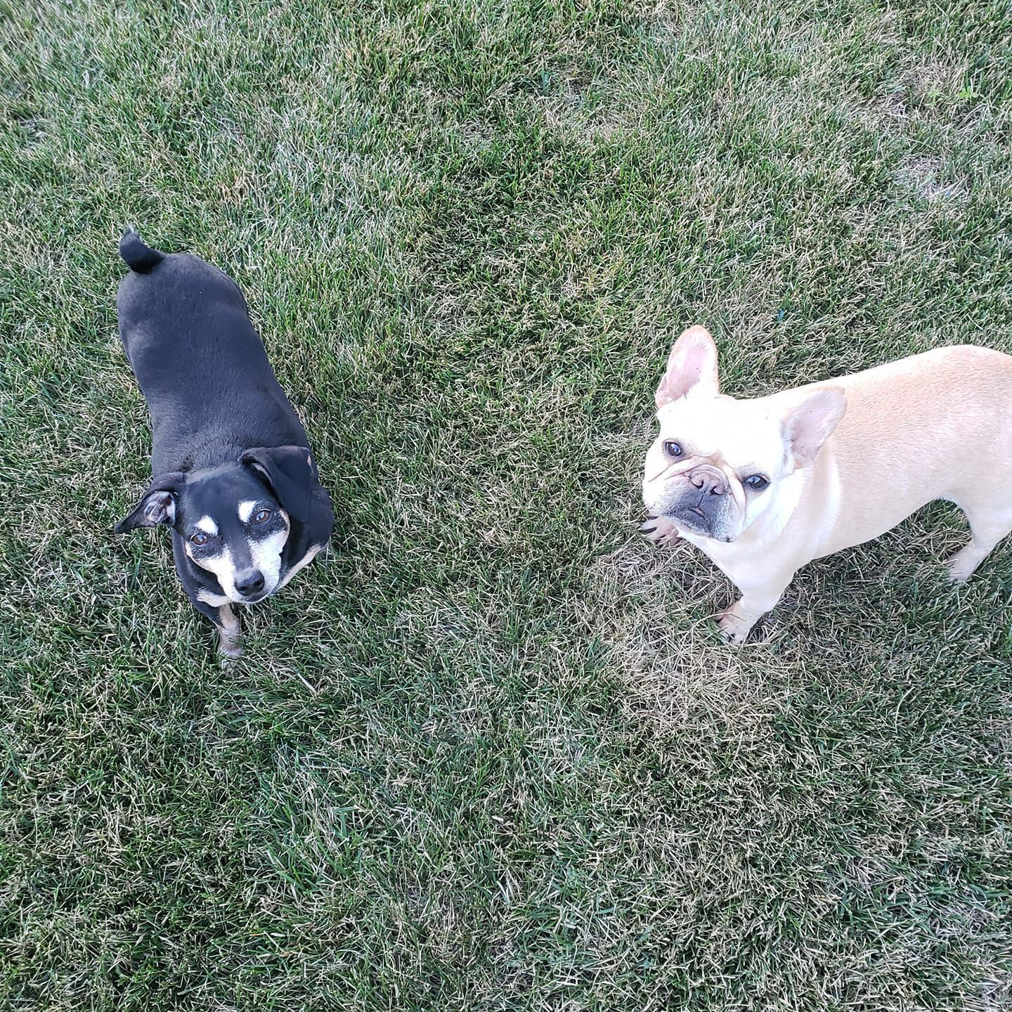 Poppy and Georgie